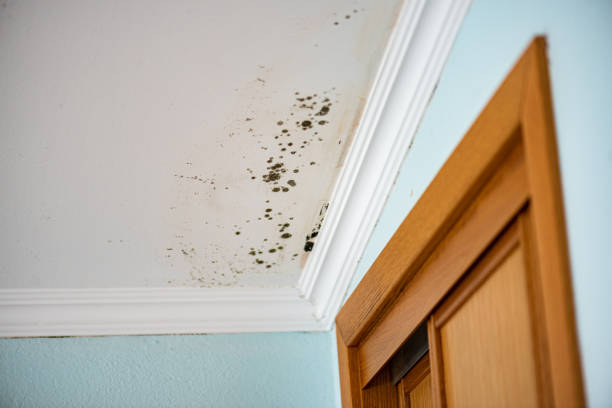 Best Toxic Mold Removal  in Midway, NC