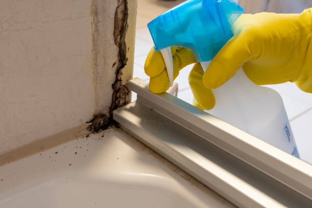 Office Mold Removal Services in Midway, NC