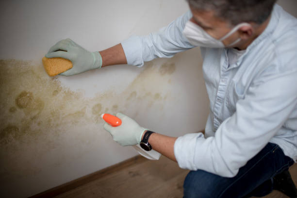 Best Mold Remediation  in Midway, NC